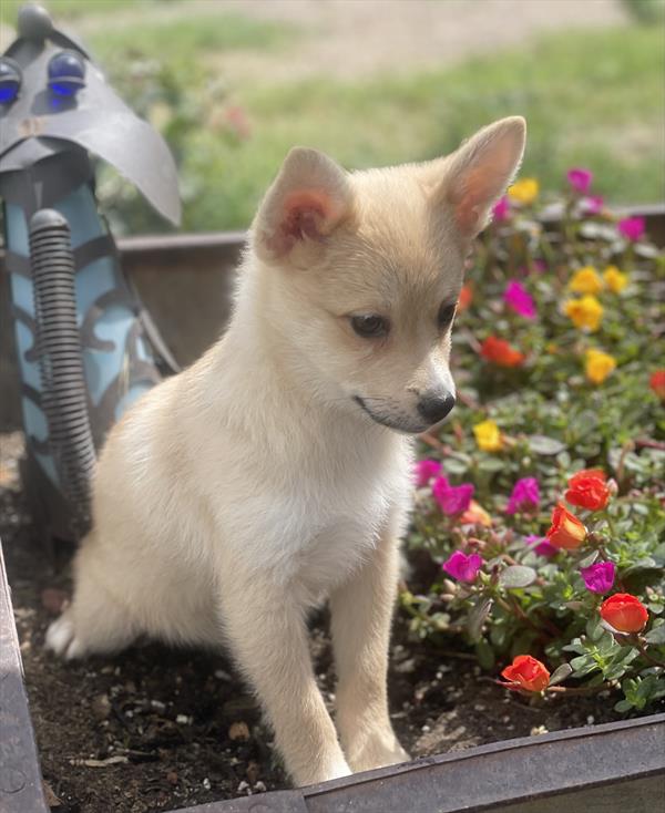 puppy, for, sale, Alaskan Klee Kai/Pomeranian,   Creek Side Kennel, dog, breeder, Oberlin, KS, dog-breeder, puppy-for-sale, forsale, nearby, find, puppyfind, locator, puppylocator, aca